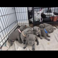Staffordshire Bull Terrier - Both