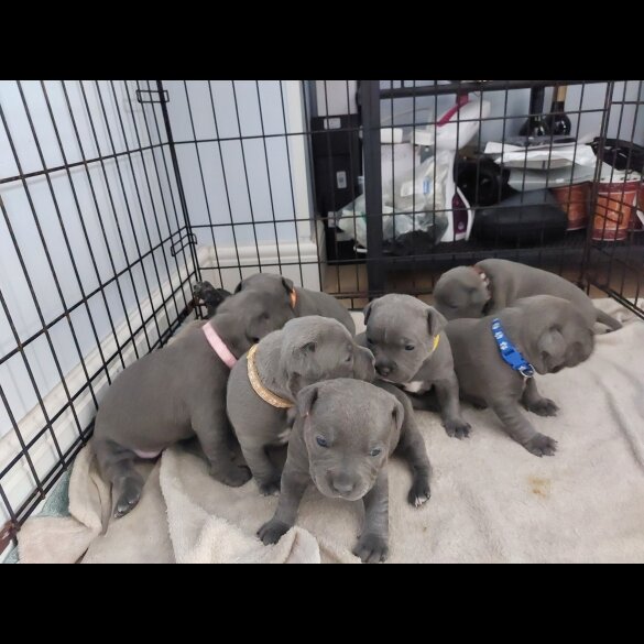 Staffordshire Bull Terrier - Both