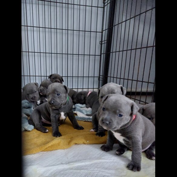 Staffordshire Bull Terrier - Both