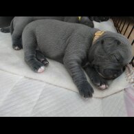 Staffordshire Bull Terrier - Both