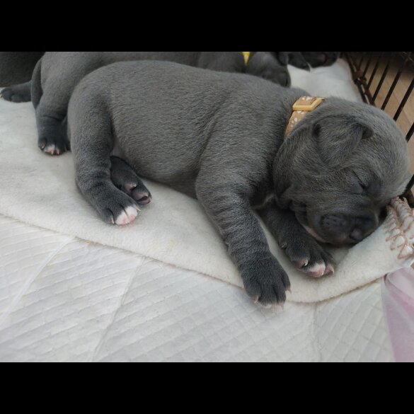 Staffordshire Bull Terrier - Both