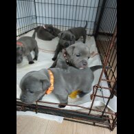 Staffordshire Bull Terrier - Both