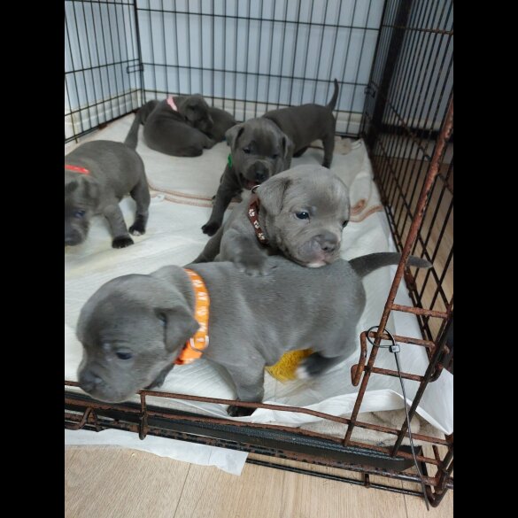 Staffordshire Bull Terrier - Both