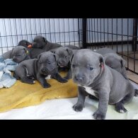 Staffordshire Bull Terrier - Both