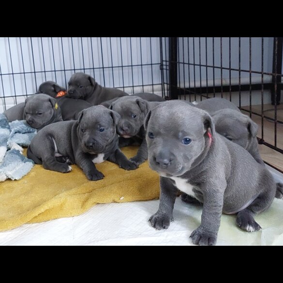 Staffordshire Bull Terrier - Both