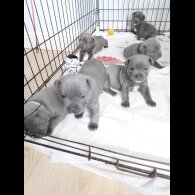 Staffordshire Bull Terrier - Both