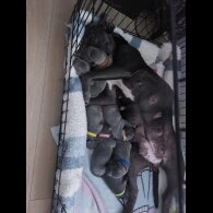 Staffordshire Bull Terrier - Both