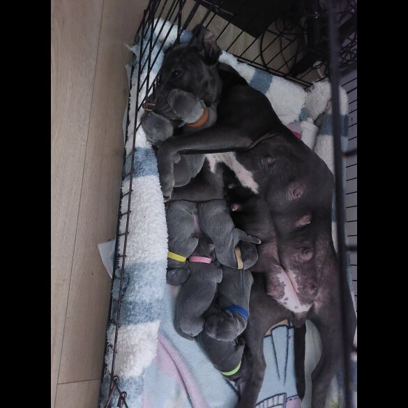 Staffordshire Bull Terrier - Both