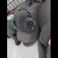 Staffordshire Bull Terrier - Both