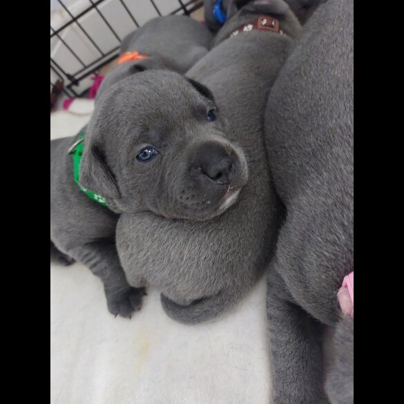 Staffordshire Bull Terrier - Both