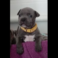 Staffordshire Bull Terrier - Dogs