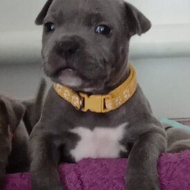 Staffordshire Bull Terrier - Dogs