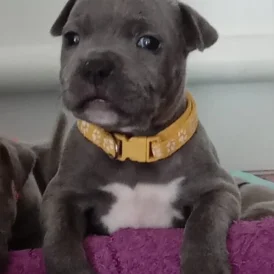 Staffordshire Bull Terrier - Dogs