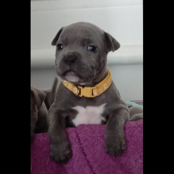 Staffordshire Bull Terrier - Dogs