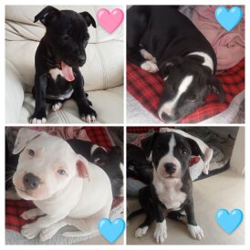 Staffordshire Bull Terrier - Both