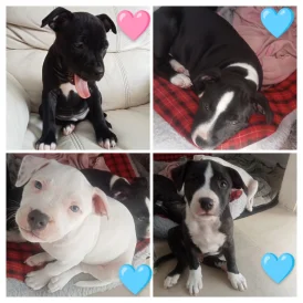 Staffordshire Bull Terrier - Both