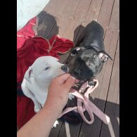 Staffordshire Bull Terrier - Both