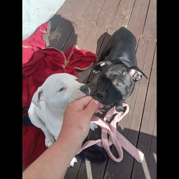 Staffordshire Bull Terrier - Both