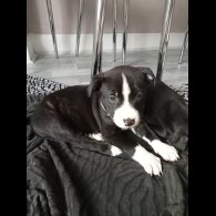 Staffordshire Bull Terrier - Both