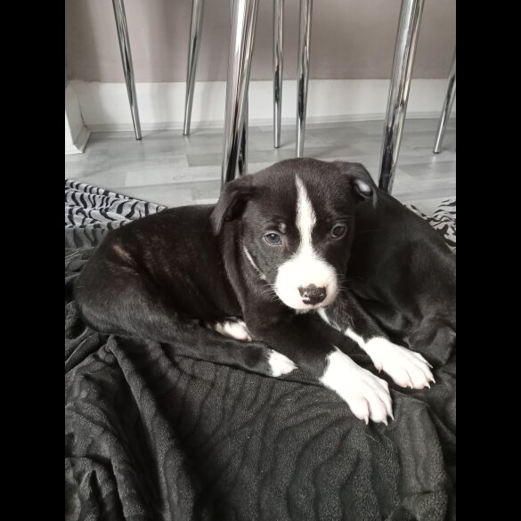 Staffordshire Bull Terrier - Both