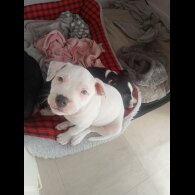 Staffordshire Bull Terrier - Both