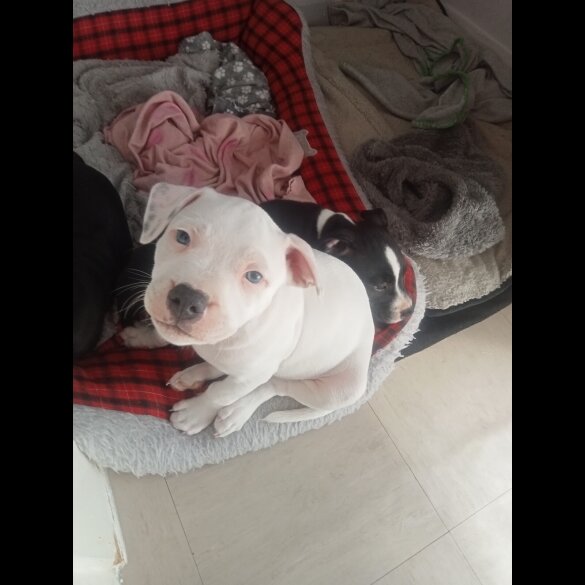 Staffordshire Bull Terrier - Both
