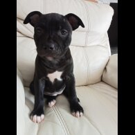 Staffordshire Bull Terrier - Both