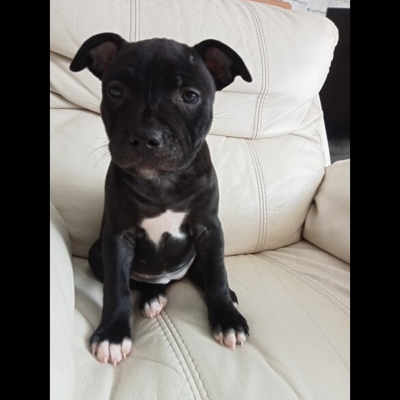 Staffordshire Bull Terrier - Both