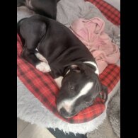Staffordshire Bull Terrier - Both