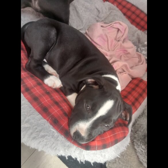 Staffordshire Bull Terrier - Both