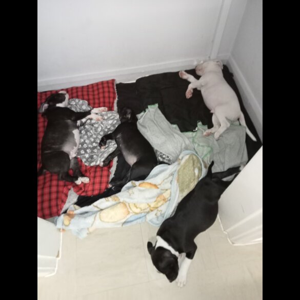Staffordshire Bull Terrier - Both