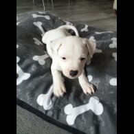 Staffordshire Bull Terrier - Both