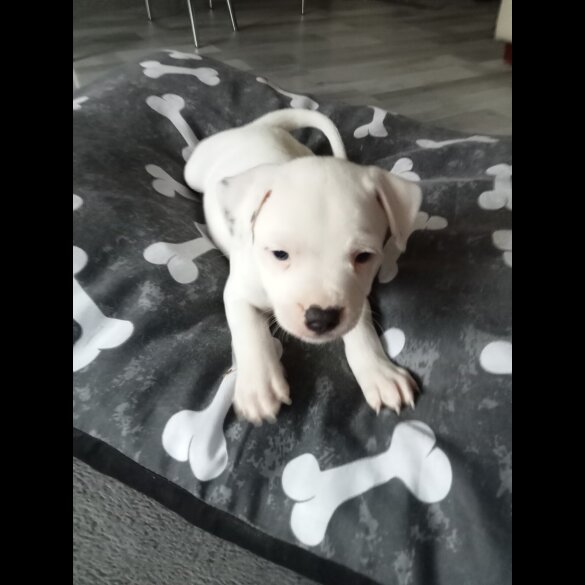 Staffordshire Bull Terrier - Both