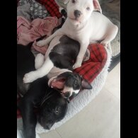 Staffordshire Bull Terrier - Both
