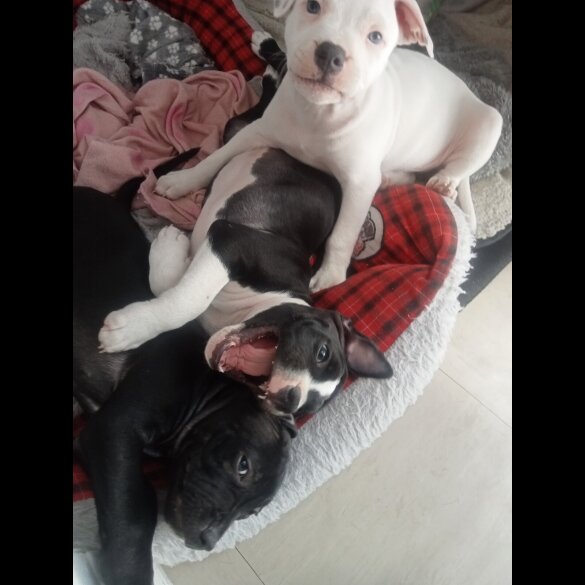 Staffordshire Bull Terrier - Both