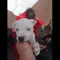 Staffordshire Bull Terrier - Both