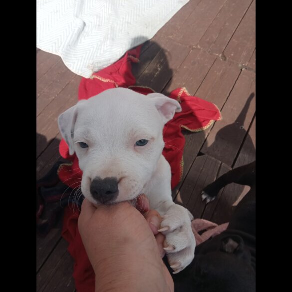 Staffordshire Bull Terrier - Both