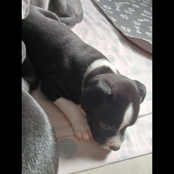 Staffordshire Bull Terrier - Both