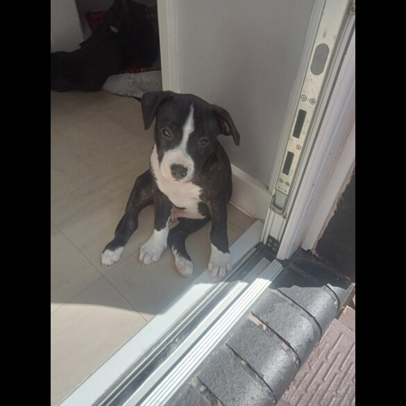 Staffordshire Bull Terrier - Both