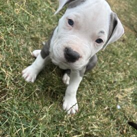 Staffordshire Bull Terrier - Both