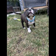 Staffordshire Bull Terrier - Both