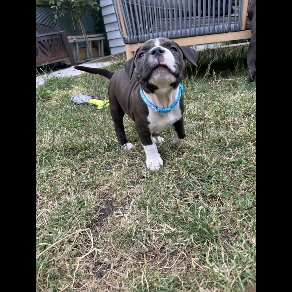 Staffordshire Bull Terrier - Both