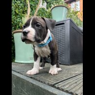 Staffordshire Bull Terrier - Both
