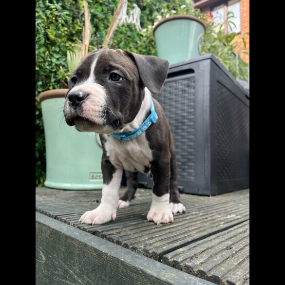 Staffordshire Bull Terrier - Both