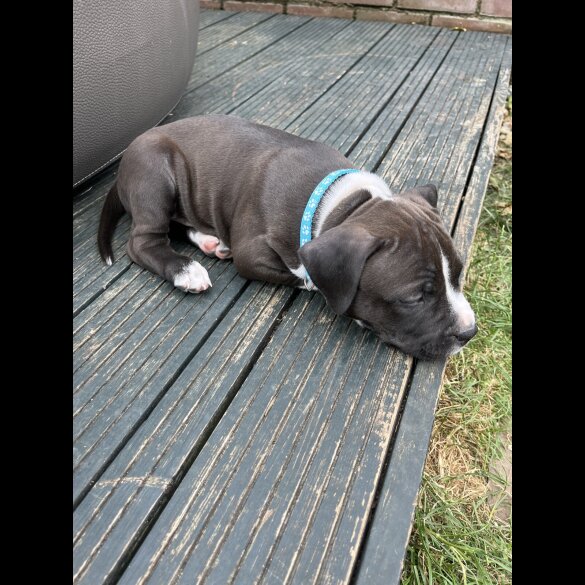 Staffordshire Bull Terrier - Both