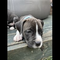 Staffordshire Bull Terrier - Both