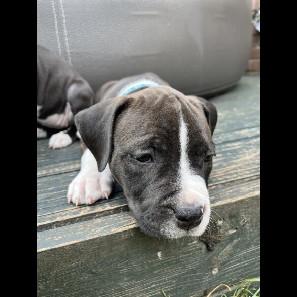 Staffordshire Bull Terrier - Both