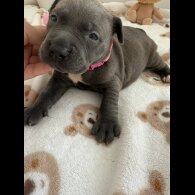 Staffordshire Bull Terrier - Both