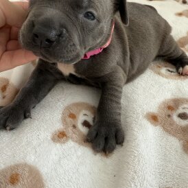 Staffordshire Bull Terrier - Both