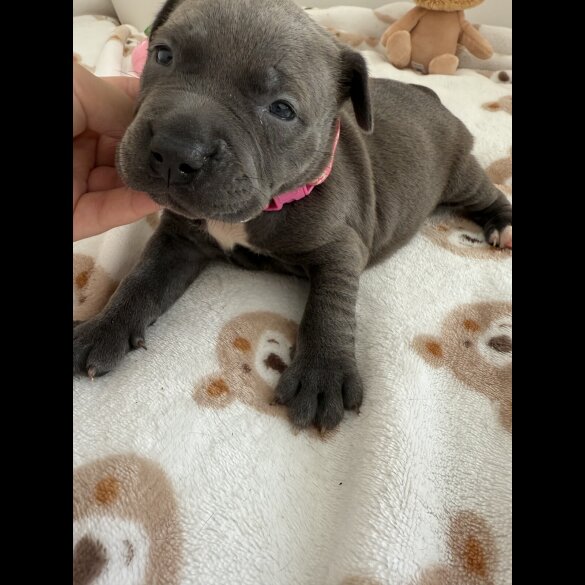 Staffordshire Bull Terrier - Both